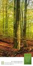 Bild von Mythos Wald - Literatur-Kalender 2025