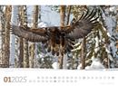 Bild von Tierwelt Wald Kalender 2025