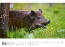 Bild von Tierwelt Wald Kalender 2025