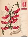 Bild von Culinarium - Küche, Kräuter, Kurioses - Vintage Wochenplaner Kalender 2025