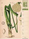 Bild von Culinarium - Küche, Kräuter, Kurioses - Vintage Wochenplaner Kalender 2025
