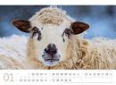 Bild von Schafe Kalender 2025