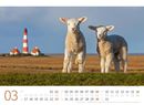 Bild von Schafe Kalender 2025