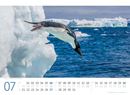 Immagine di Pinguine Kalender 2025