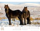 Immagine di Wilde Pferde Kalender 2025
