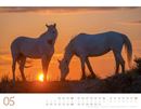 Immagine di Wilde Pferde Kalender 2025