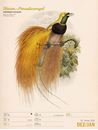 Picture of Wunderbare Vogelwelt - Vintage Wochenplaner Kalender 2025