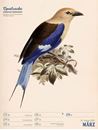Picture of Wunderbare Vogelwelt - Vintage Wochenplaner Kalender 2025