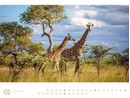 Bild von Afrika - Ackermann Gallery Kalender 2025