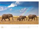 Image sur Afrika - Ackermann Gallery Kalender 2025