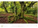 Picture of Wald - Ackermann Gallery Kalender 2025