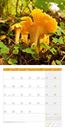 Picture of Pilze Kalender 2025 - 30x30