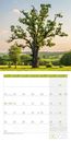 Image sur Bäume Kalender 2025 - 30x30
