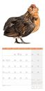 Bild von Verrückte Hühner Kalender 2025 - 30x30