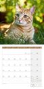 Image sur Katzen Kalender 2025 - 30x30