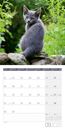 Picture of Katzen Kalender 2025 - 30x30