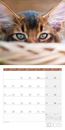 Immagine di Katzen Kalender 2025 - 30x30