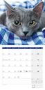 Bild von Katzen Kalender 2025 - 30x30