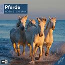 Picture of Pferde Kalender 2025 - 30x30