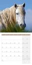 Immagine di Pferde Kalender 2025 - 30x30