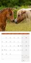 Image sur Pferde Kalender 2025 - 30x30