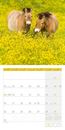 Picture of Pferde Kalender 2025 - 30x30