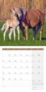 Bild von Pferde Kalender 2025 - 30x30