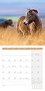 Bild von Pferde Kalender 2025 - 30x30