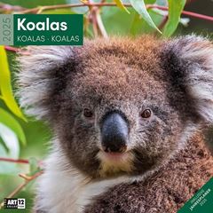 Bild von Koalas Kalender 2025 - 30x30