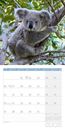 Picture of Koalas Kalender 2025 - 30x30