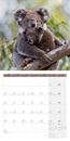 Image sur Koalas Kalender 2025 - 30x30