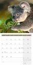 Image sur Koalas Kalender 2025 - 30x30