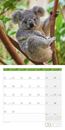 Picture of Koalas Kalender 2025 - 30x30