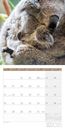 Immagine di Koalas Kalender 2025 - 30x30