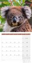 Immagine di Koalas Kalender 2025 - 30x30