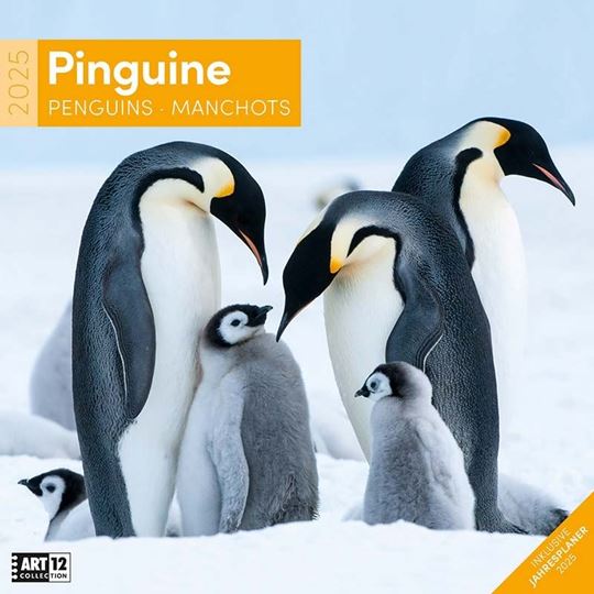 Image sur Pinguine Kalender 2025 - 30x30