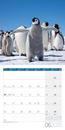 Immagine di Pinguine Kalender 2025 - 30x30