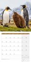 Picture of Pinguine Kalender 2025 - 30x30