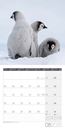 Immagine di Pinguine Kalender 2025 - 30x30