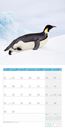 Image sur Pinguine Kalender 2025 - 30x30