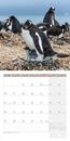 Picture of Pinguine Kalender 2025 - 30x30