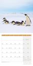 Bild von Pinguine Kalender 2025 - 30x30