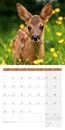 Bild von Heimische Wildtiere Kalender 2025 - 30x30