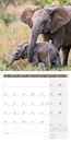 Immagine di Elefanten Kalender 2025 - 30x30