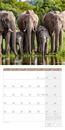 Image sur Elefanten Kalender 2025 - 30x30