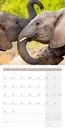 Image sur Elefanten Kalender 2025 - 30x30