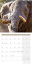 Picture of Elefanten Kalender 2025 - 30x30