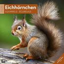 Image sur Eichhörnchen Kalender 2025 - 30x30