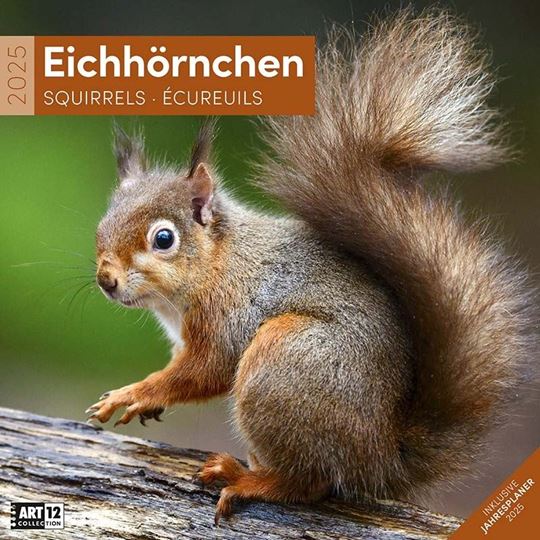 Image sur Eichhörnchen Kalender 2025 - 30x30