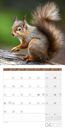 Bild von Eichhörnchen Kalender 2025 - 30x30